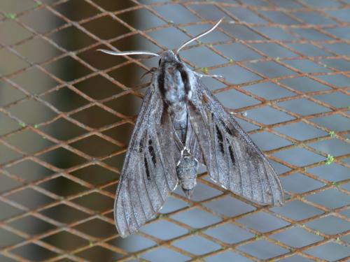 Réf. 345 937 : Sphinx pinastri